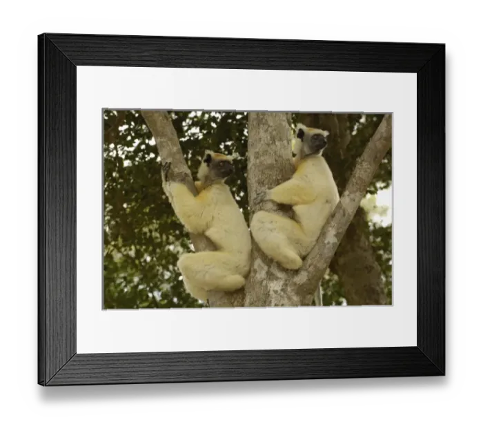 Framed Print : Africa, Madagascar Framed Print : Africa, Madagascar