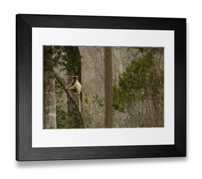 Framed Print : Golden-crowned sifaka or Tattersalls sifaka (Propithecus tattersalli) Daraina Framed Print : Golden-crowned sifaka or Tattersalls sifaka (Propithecus tattersalli) Daraina