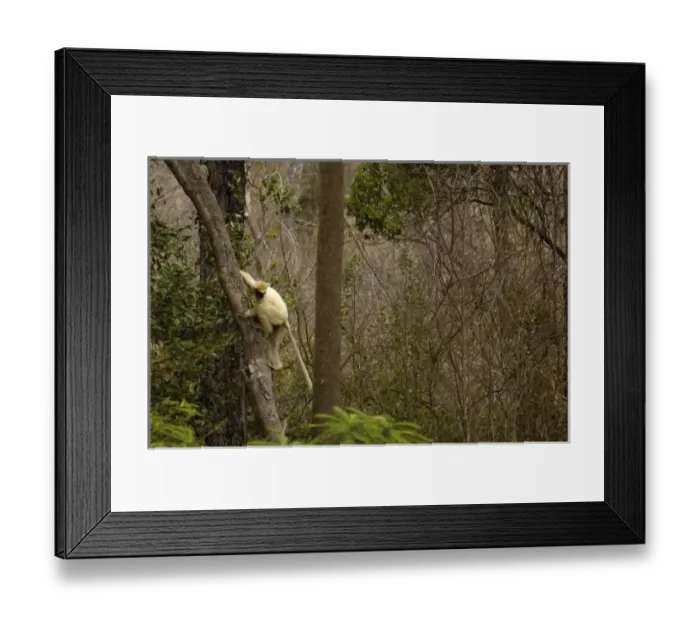 Framed Print : Golden-crowned sifaka or Tattersalls sifaka (Propithecus tattersalli) Daraina
