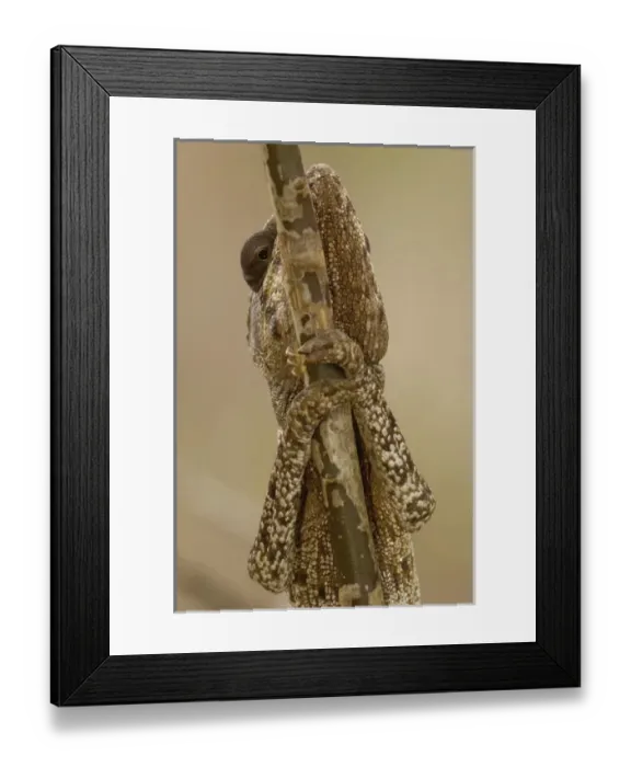 Framed Print : Africa, Madagascar Framed Print : Africa, Madagascar