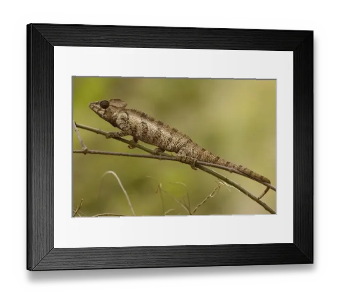Framed Print : Africa, Madagascar Framed Print : Africa, Madagascar