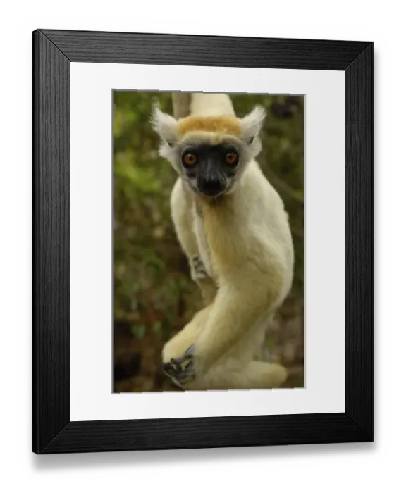 Framed Print : Africa, Madagascar
