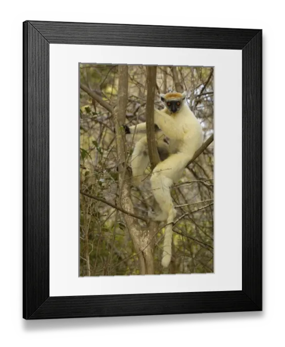 Framed Print : Africa, Madagascar Framed Print : Africa, Madagascar