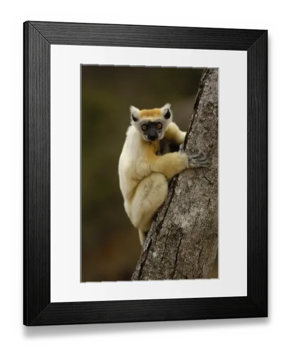 Framed Print : Africa, Madagascar Framed Print : Africa, Madagascar