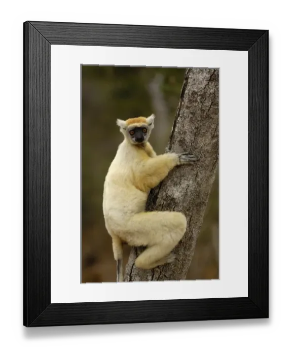 Framed Print : Africa, Madagascar