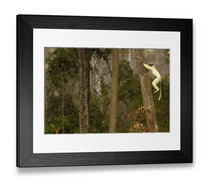 Framed Print : Golden-crowned sifaka or Tattersalls sifaka (Propithecus tattersalli) Daraina Framed Print : Golden-crowned sifaka or Tattersalls sifaka (Propithecus tattersalli) Daraina