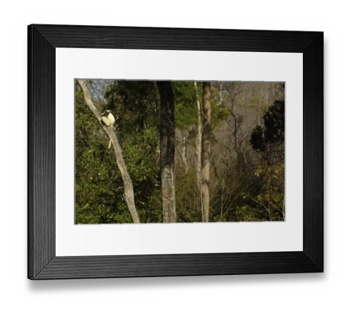 Framed Print : AF24 POX0189