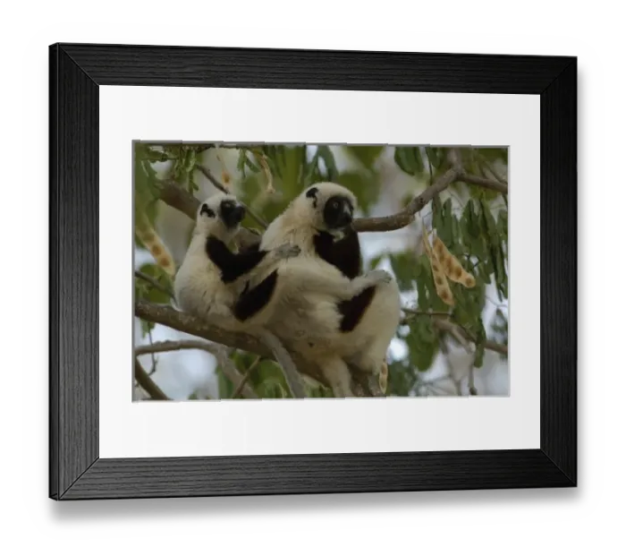 Framed Print : Africa, Madagascar Framed Print : Africa, Madagascar