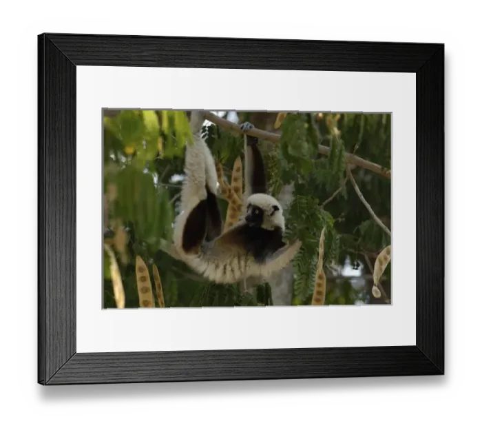 Framed Print : Africa, Madagascar Framed Print : Africa, Madagascar