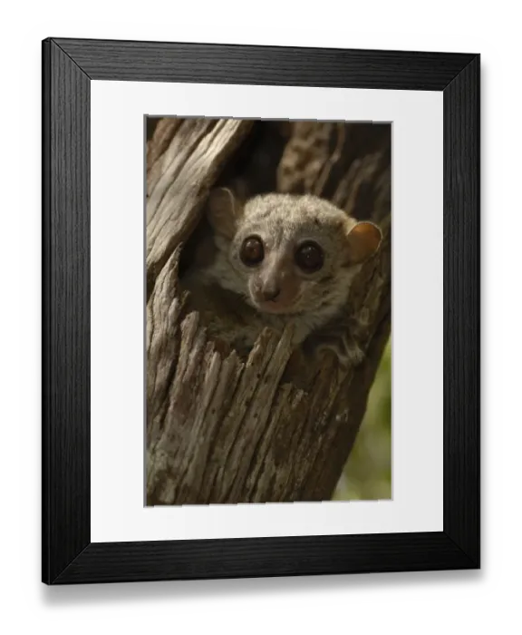 Framed Print : Africa, Madagascar Framed Print : Africa, Madagascar
