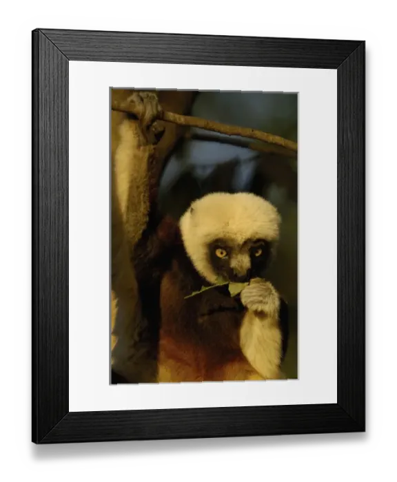 Framed Print : Africa, Madagascar Framed Print : Africa, Madagascar
