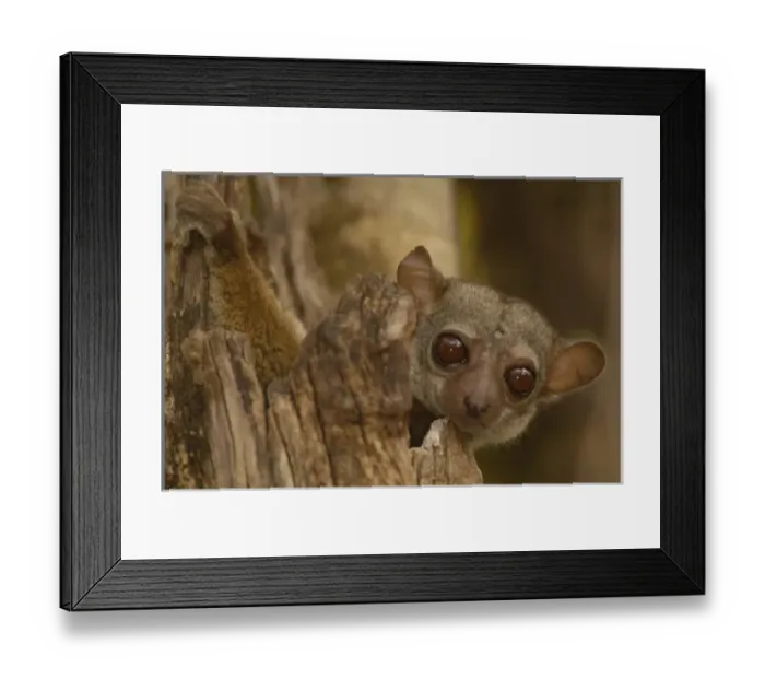 Framed Print : Milne-Edwards sportive lemur (Lepilemur edwardsi) Ankarafantsika Nature Reserve Framed Print : Milne-Edwards sportive lemur (Lepilemur edwardsi) Ankarafantsika Nature Reserve