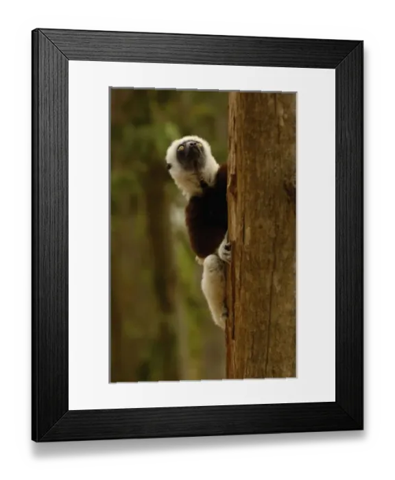 Framed Print : Coquerels sifaka (Propithecus coquereli). Ankarafantsika Strict Nature Reserve Framed Print : Coquerels sifaka (Propithecus coquereli). Ankarafantsika Strict Nature Reserve