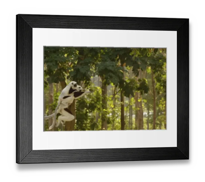 Framed Print : Africa, Madagascar Framed Print : Africa, Madagascar