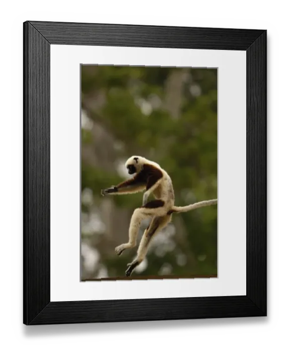 Framed Print : Africa, Madagascar Framed Print : Africa, Madagascar