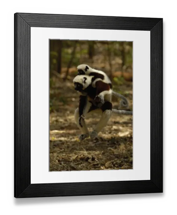 Framed Print : Coquerels sifaka (Propithecus coquereli) jumping across the ground. Baby on her back