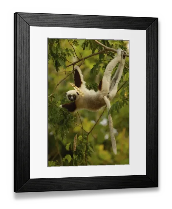 Framed Print : Africa, Madagascar Framed Print : Africa, Madagascar