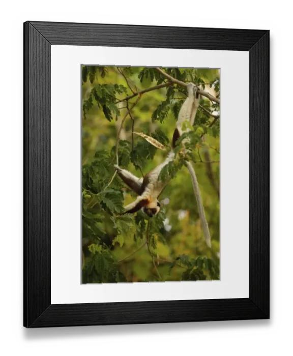 Framed Print : Africa, Madagascar