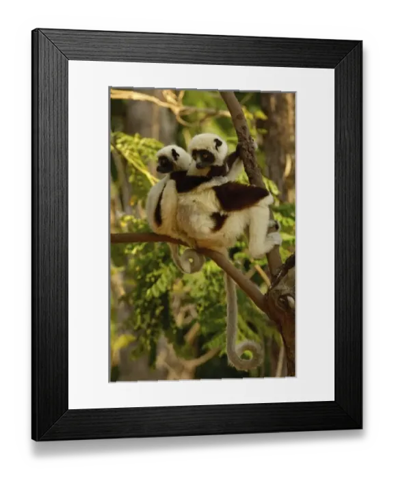 Framed Print : Africa, Madagascar