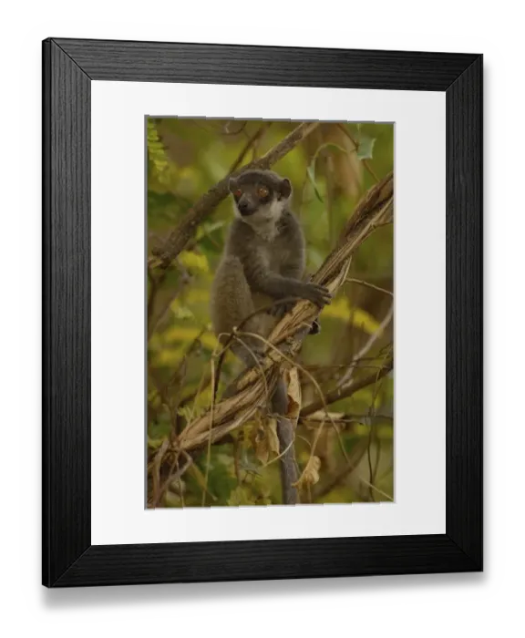Framed Print : Mongoose lemur (Eulemur mongoz) female. Ankarafantsika Nature Reserve, Western deciduous forest Framed Print : Mongoose lemur (Eulemur mongoz) female. Ankarafantsika Nature Reserve, Western deciduous forest