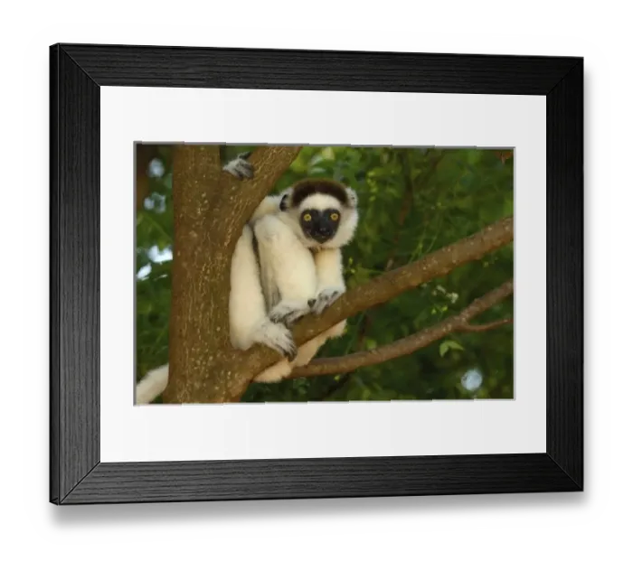Framed Print : Africa, Madagascar Framed Print : Africa, Madagascar