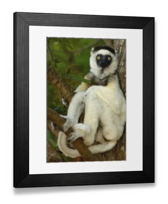 Framed Print : Africa, Madagascar Framed Print : Africa, Madagascar