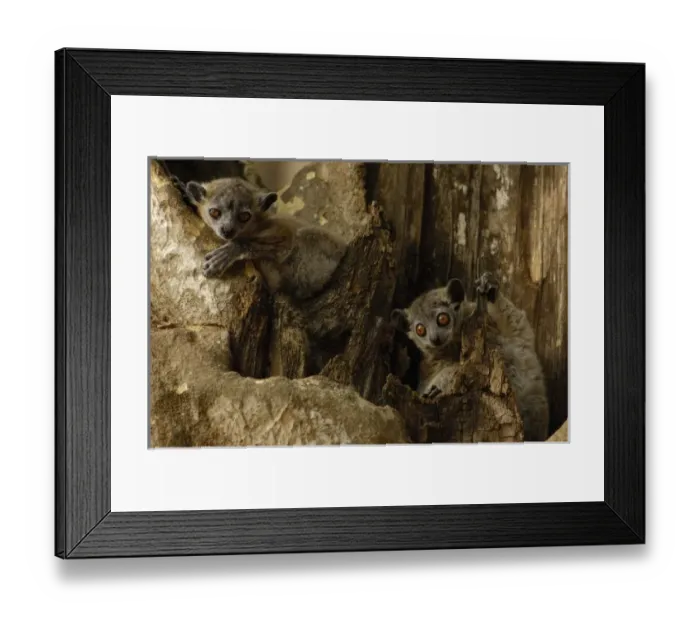 Framed Print : White-footed sportive lemur (Lepilemur leucopus) Berenty Reserve. Southern MADAGASCAR Framed Print : White-footed sportive lemur (Lepilemur leucopus) Berenty Reserve. Southern MADAGASCAR