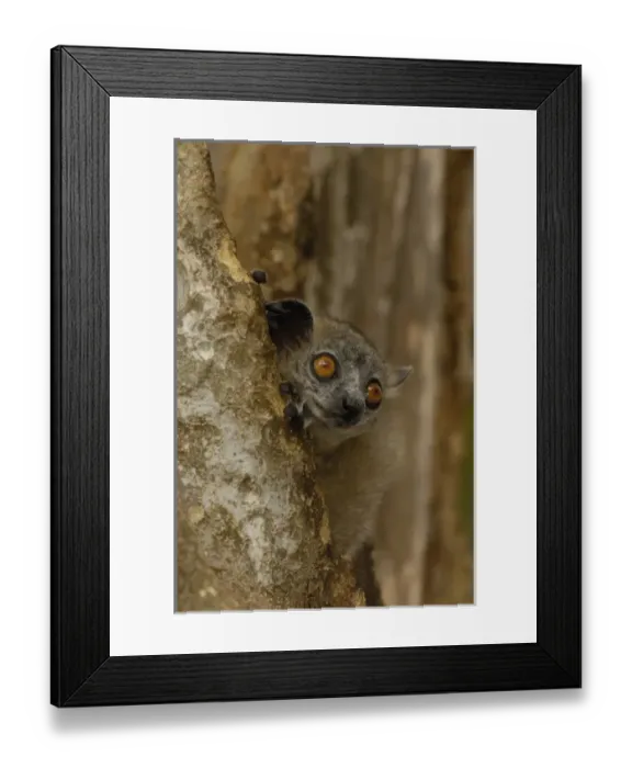 Framed Print : White-footed sportive lemur (Lepilemur leucopus) Berenty Reserve. Southern MADAGASCAR Framed Print : White-footed sportive lemur (Lepilemur leucopus) Berenty Reserve. Southern MADAGASCAR