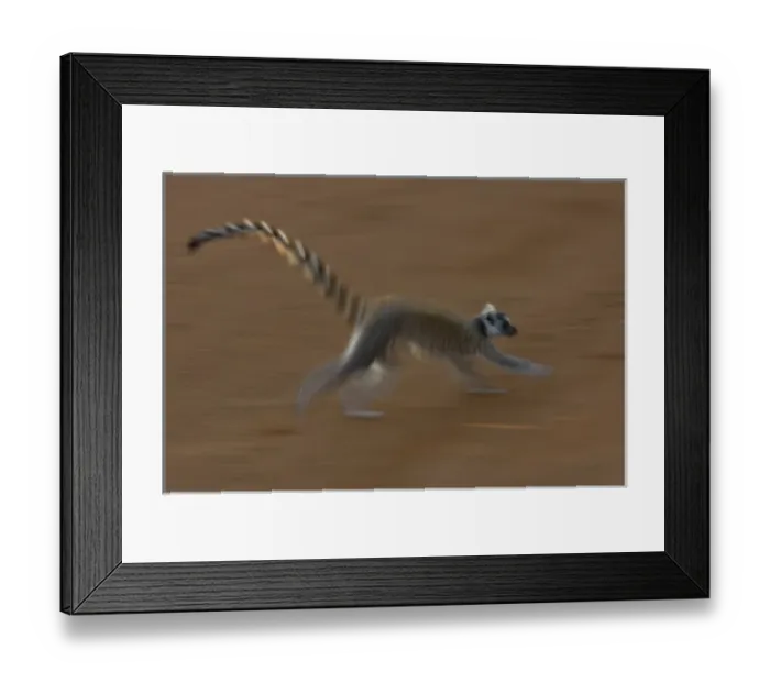Framed Print : Ring-tailed lemur (Lemur catta) Berenty Reserve. Southern MADAGASCAR Framed Print : Ring-tailed lemur (Lemur catta) Berenty Reserve. Southern MADAGASCAR