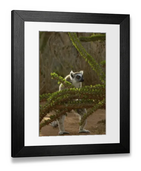 Framed Print : Ring-tailed lemur (Lemur catta) & Didieraeaceae, (Alluaudia ascendens) Berenty Reserve