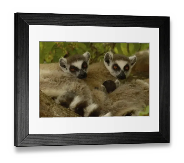 Framed Print : Ring-tailed lemur (Lemur catta) Berenty Reserve. Southern MADAGASCAR Framed Print : Ring-tailed lemur (Lemur catta) Berenty Reserve. Southern MADAGASCAR