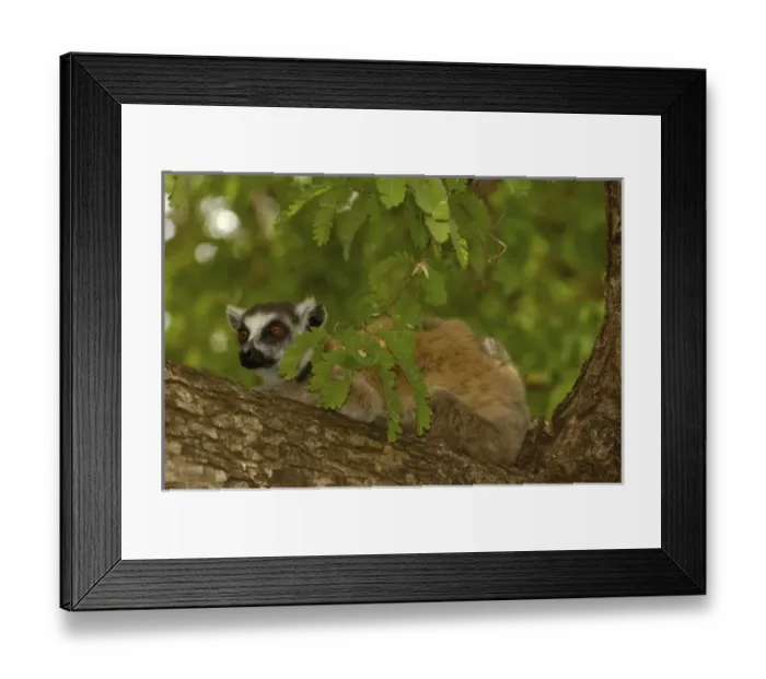 Framed Print : Ring-tailed lemur (Lemur catta) Berenty Reserve. Southern MADAGASCAR