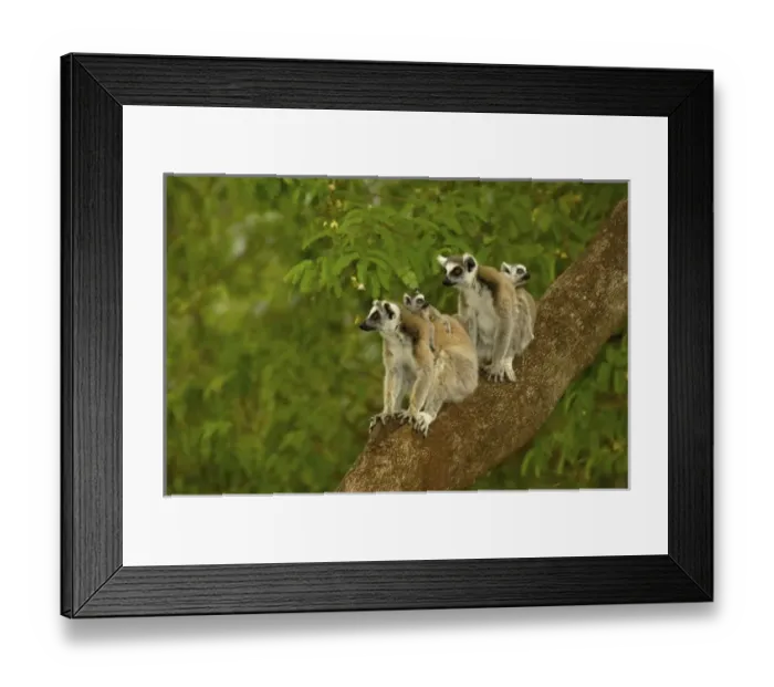 Framed Print : Africa, Madagascar