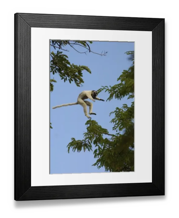 Framed Print : Verreauxs sifaka (Propithecus verreauxi) jumping across from one tree to another Framed Print : Verreauxs sifaka (Propithecus verreauxi) jumping across from one tree to another