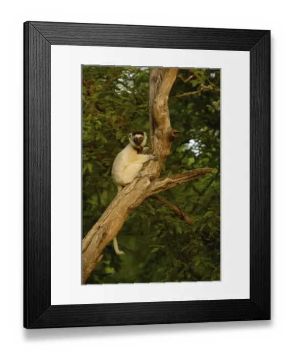 Framed Print : Verreauxs sifaka (Propithecus verreauxi). Berenty Reserve, Southern MADAGASCAR