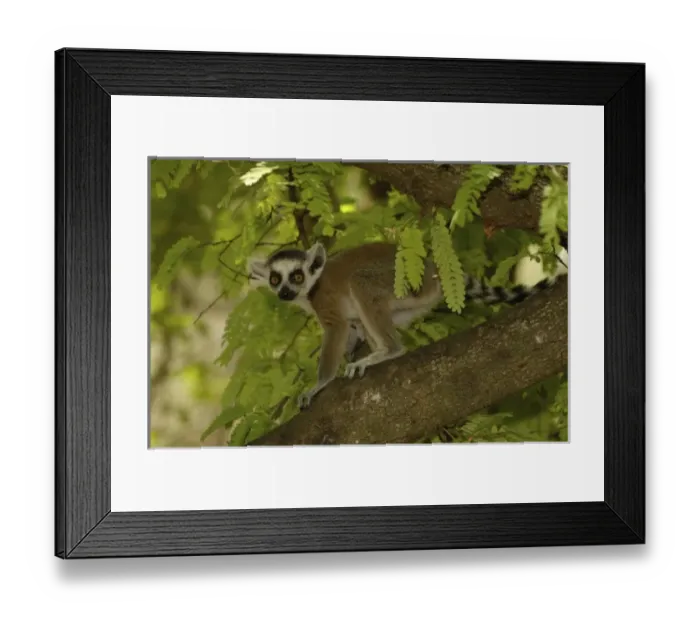 Framed Print : Ring-tailed lemur baby (Lemur catta) Beza mahafaly Special Reserve. South-western MADAGASCAR Framed Print : Ring-tailed lemur baby (Lemur catta) Beza mahafaly Special Reserve. South-western MADAGASCAR