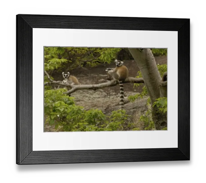Framed Print : Africa, Madagascar