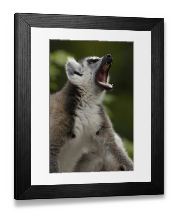Framed Print : Africa, Madagascar Framed Print : Africa, Madagascar
