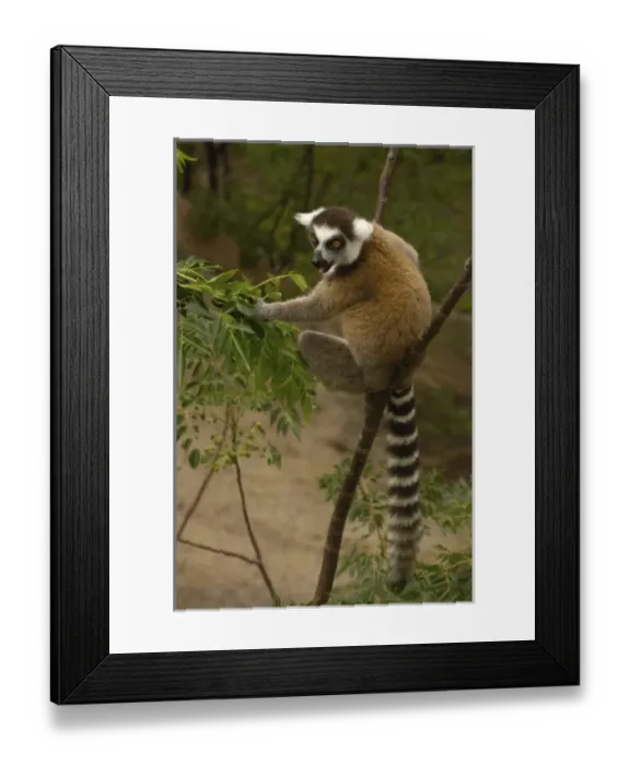 Framed Print : Africa, Madagascar Framed Print : Africa, Madagascar