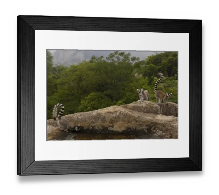 Framed Print : Ring-tailed lemurs (Lemur catta) near Andringitra mountains. South-central MADAGASCAR Framed Print : Ring-tailed lemurs (Lemur catta) near Andringitra mountains. South-central MADAGASCAR