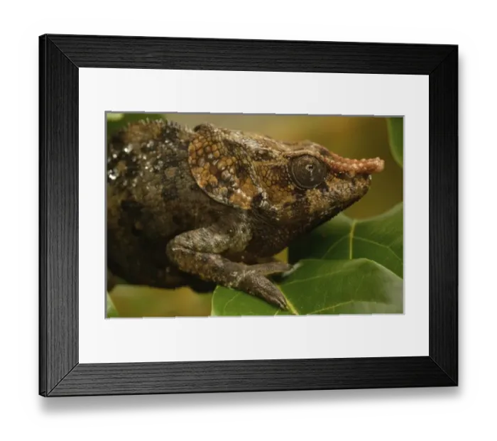Framed Print : Africa, Madagascar
