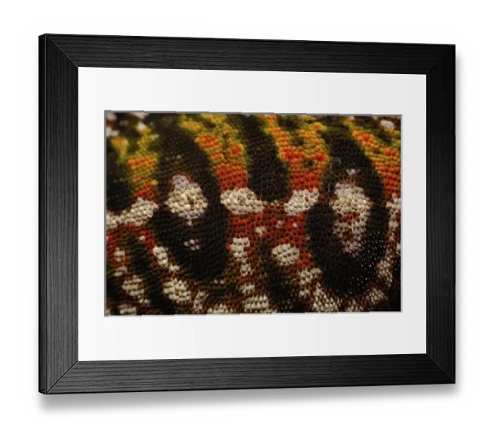 Framed Print : Jewel chameleon skin (Furcifer lateralis) commonly encountered across the island Framed Print : Jewel chameleon skin (Furcifer lateralis) commonly encountered across the island