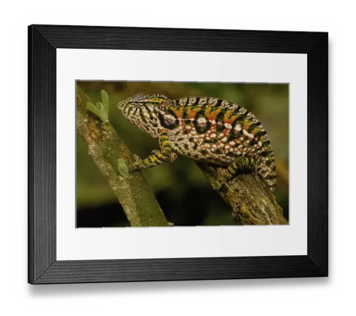 Framed Print : Jewel chameleon (Furcifer lateralis) commonly encountered across the island except in NW MADAGASCAR Framed Print : Jewel chameleon (Furcifer lateralis) commonly encountered across the island except in NW MADAGASCAR