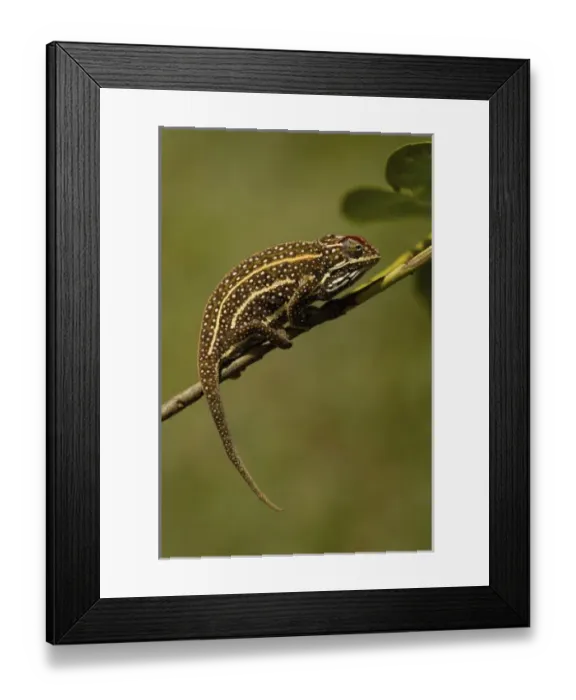 Framed Print : Africa, Madagascar Framed Print : Africa, Madagascar