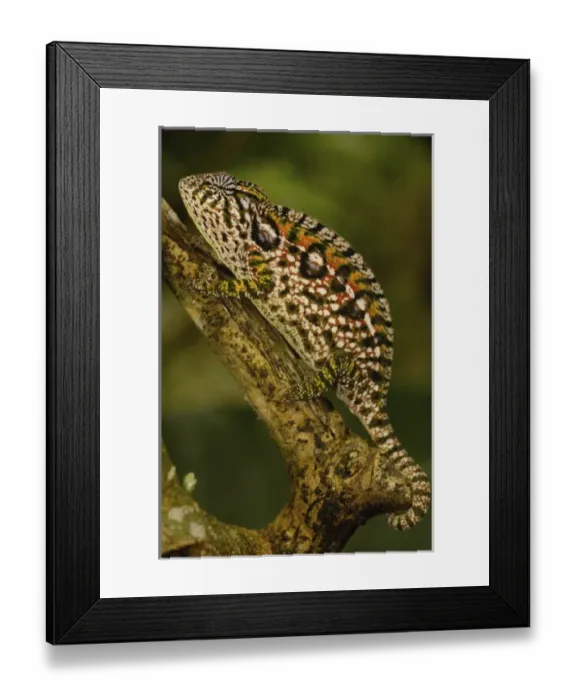 Framed Print : Africa, Madagascar