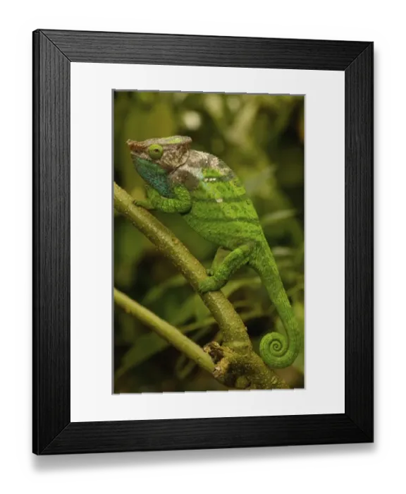 Framed Print : Africa, Madagascar Framed Print : Africa, Madagascar