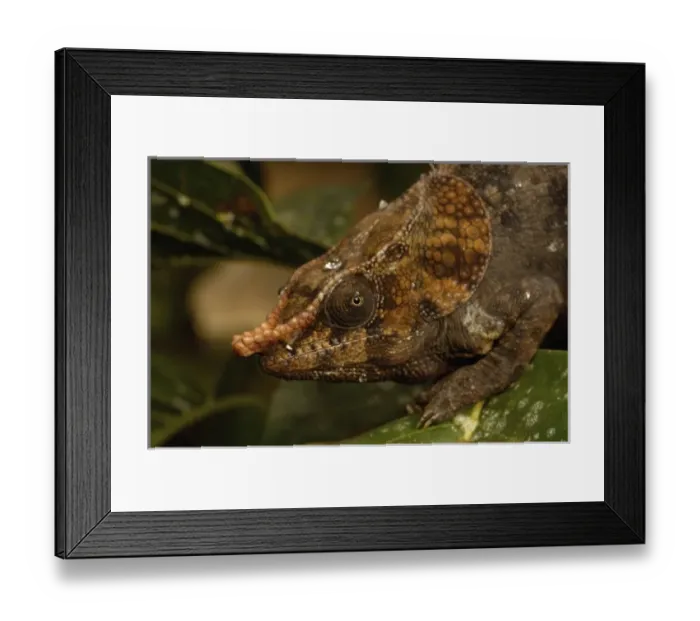 Framed Print : Short-horned Chameleon (Calumma brevicornis) in Madagascar, Africa Framed Print : Short-horned Chameleon (Calumma brevicornis) in Madagascar, Africa