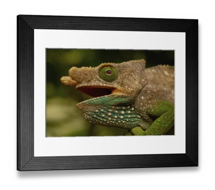 Framed Print : Oshaughnessyi Chameleon (Calumma Oshaughnessyi). Madagascar