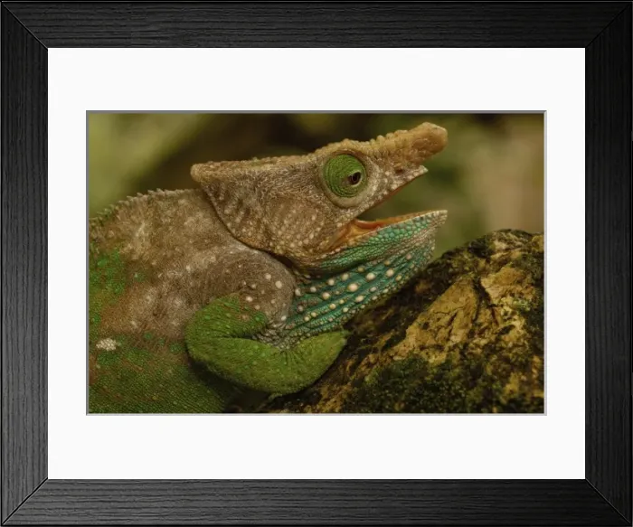 Framed Print : Oshaughnessyi Chameleon (Calumma Oshaughnessyi). Madagascar