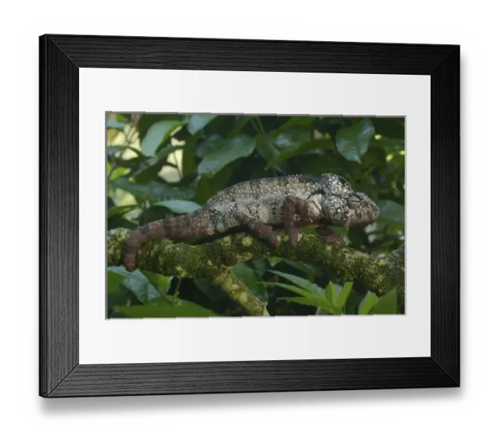 Framed Print : Oustaleti chameleon (Furcifer oustaleti) Western and central regions of MADAGASCAR